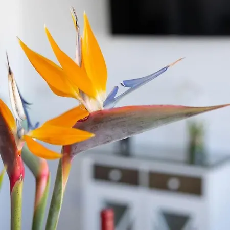 Frontline Penthouse - Prixmar - By Vv Canary Ocean Homes شقة *